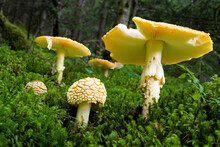 Beautiful Orange Amanita Wild Mushroom Growing In The Forest