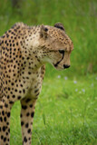 Fototapeta Sawanna - Pretty specimen of a big wild cheetah in South Africa