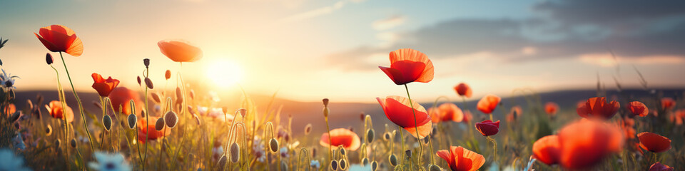 Canvas Print - poppy field at sunset