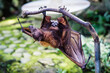 Rudawka wielka największy nietoperz świata(Pteropus medius)