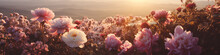 Web Banner Of Pink Peony Flower Field