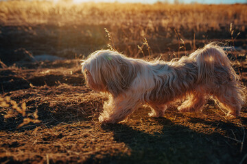 Wall Mural - Shih-Tzu dog running through a field at sunset