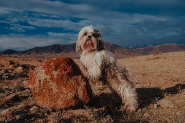 Wall Mural - Shih-tzu dog standing on a stone on mountains background