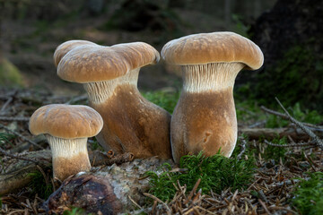 Wall Mural - Tapinella atrotomentosa mushrooms in the forest. Mushroom also known as velvet roll-rim or velvet-footed pax.