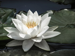 Wall Mural - Water lily Flower