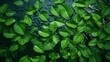 Green leaves on water surface. Beautiful water ripple background for product presentation. Copy space : Generative AI