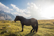 Beautiful horses in mountain landscape in the foreground, Dolomites, Italy. Sunny day. Travel concept.Tre Cime di Lavaredo with beautiful blue sky, Dolomiti di Sesto. Travel concept