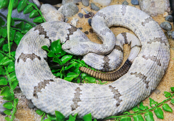 Wall Mural - Rock Rattlesnake.
 It is a species of venomous snakes of the viper family. The total length reaches an average of 60-70 cm, the maximum length is 80 cm. The head is small and flat.