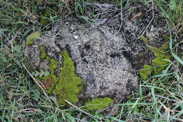 Wall Mural - A rock in the grass