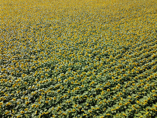 Wall Mural - Sunflower field on a summer day, aerial view.
