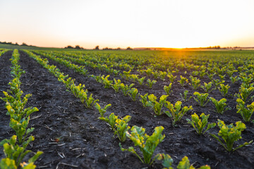 Wall Mural - Landscape rows of young sugar beetroot plants. Young beat sprouts during the period of active growth. Agriculture process.