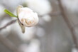 White bud of magnolia on a branch without leaves.