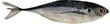 Fish on transparent background , Torpedo scad, Hardtail scad, Finny scad, Finletted mackerel scad, Cordyla scad ,Megalaspis cordyla 