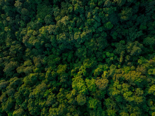 Wall Mural - aerial top view of green trees in forest. drone view of dense green tree captures co2. green tree na