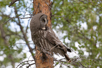 Canvas Print - Great gray owl sitting on a tree branch on summer