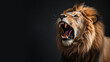 Angry lion roaring with open mouth isolated on gray background