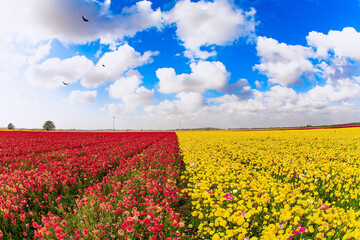 Canvas Print - Large yellow and red buttercups