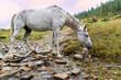 Mountain landscape in the Carpathians with a white horse drinking from a mountain stream