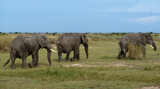 Fototapeta Sawanna - Eléphant d'Afrique, Loxodonta africana,. Parc national de la Rwindi, République Démocratique du Congo