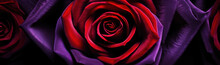 Nature Blossom Closeup Love Plant Flower Macro Rose Beauty Bloom Petal Red Romance