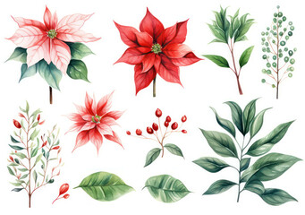 Wall Mural - Watercolor poinsettia background flower illustration decorative design plant christmas winter holiday floral