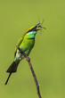 Green Bee-eater Tossing a Dragonfly