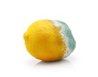 Moldy lemon isolated on white background. Blue textured mold. Rotten stale fruit.       