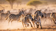 A herd of zebras running in the African savanna at sunrise or sunset, kicking up dust as they go