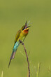 Blue tailed Bee-eater Tossing a Dragon-fly