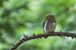 Jungle Owlet Bird In A Beautiful Green Background