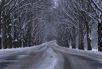 Wall Mural - A snowy avenue of trees. Road between trees in winter