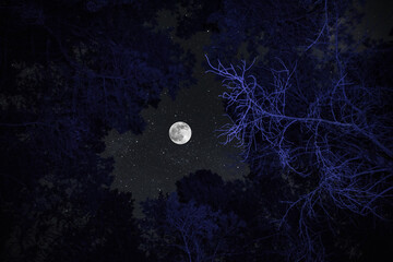 Wall Mural - Pine trees in the night sky at forest. Beautiful night in wild forest.