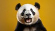 panda looking surprised reacting amazed impressed standing over yellow background