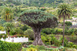 Old millenary Dragon Tree of Icod de los Vinos, Tenerife island, Spain