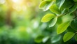 nature of green leaf in garden natural green leaves plants using background cover page environment ecology or greenery wallpaper
