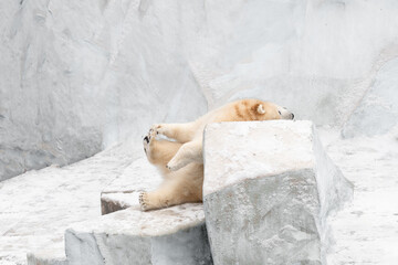 Wall Mural - Funny white bear. Polar bear in a funny pose.