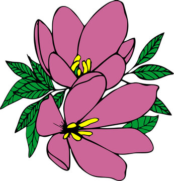 color graphic drawing of two large purple flowers with a black outline, isolated element, decor
