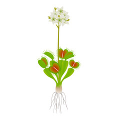 Wall Mural - Venus flytrap plant with flowers on a white background.