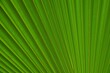 © HDESINER - Green palm leaf. Green palm leaves texture background