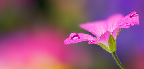 Poster - flower with dew drops