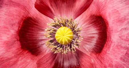 Canvas Print - poppy in detail