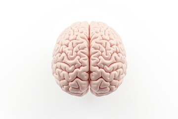 Poster - A model of a brain placed on a white surface. Suitable for educational purposes or medical presentations