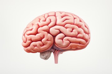 Poster - Detailed close-up view of a brain on a plain white background. Perfect for medical or scientific presentations