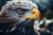 Portrait of the Golden Eagle