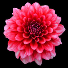 Dahlia Is A Genus Of Bushy, Tuberous, Perennial Plants Native To Mexico, Central America, And Colombia. There Are At Least 36 Species Of Dahlia