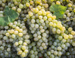 Full frame shot of white grapes