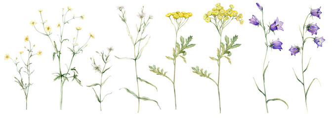 Wall Mural - Set of meadow botanical flowers. Watercolor clipart hand drawn illustration isolated on white background. Yellow field flowers common tansy and buttercup. White stellaria holostea and bluebell