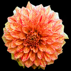 Dahlia is a genus of bushy, tuberous, perennial plants native to Mexico, Central America, and Colombia. There are at least 36 species of dahlia, some like D. imperialis up to 10 metres tall.