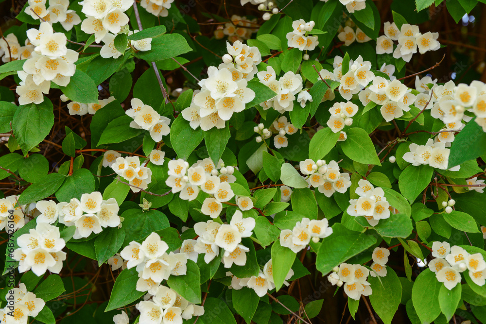 Beautiful jasmine flowers blooming outdoors, closeup