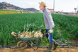 Man engaged in green onions harvesting on farm plantation in sunny day, carrying wheelbarrow with gathered vegetables